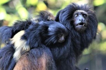 Olha o mico! Calma, são os filhotes de mico-leão preto que nasceram no Zoológico de BH