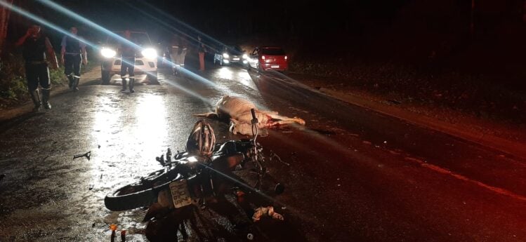 Motociclista fica ferido ao colidir com animal na Estrada 105