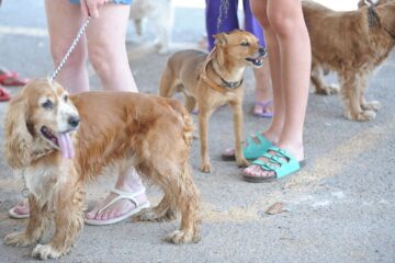 Balance Bifinhos: Senacon determina recolhimento de petiscos caninos contaminados