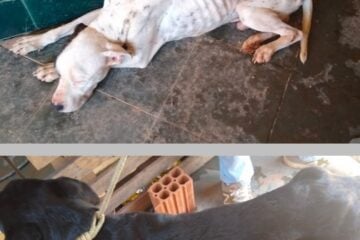 Cachorros vítimas de maus-tratos são resgatados em Itajubá