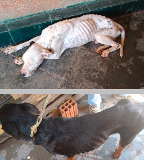 Cachorros vítimas de maus-tratos são resgatados em Itajubá