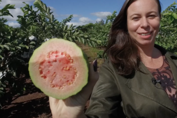 Goiaba produzida no norte do Paraná ganha o mundo