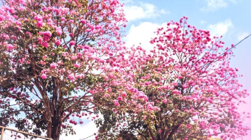 Projeto “Jardins da Minha Cidade” promove plantio de 266 mudas de ipê no Distrito Industrial de Itabira