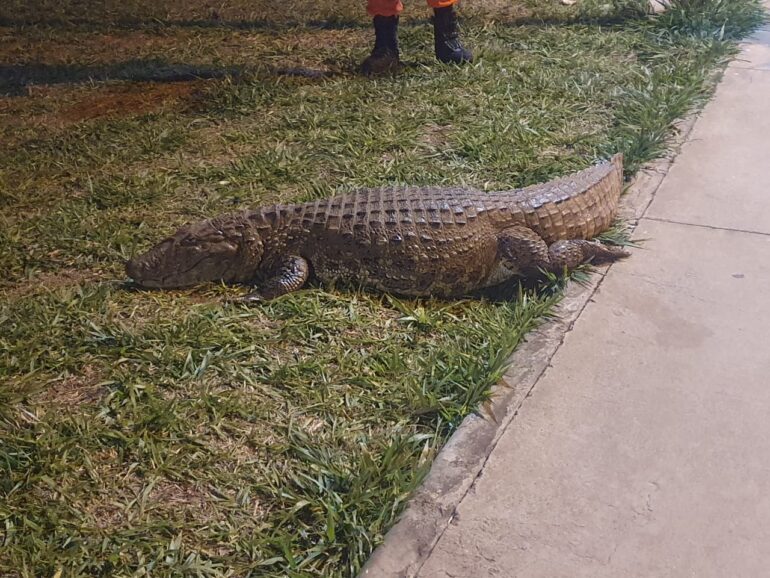 Jacaré ‘cochila’ na calçada e é resgatado por bombeiros na Grande BH