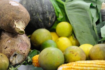 Mata Atlântica produz 50% dos alimentos consumidos no país, diz estudo