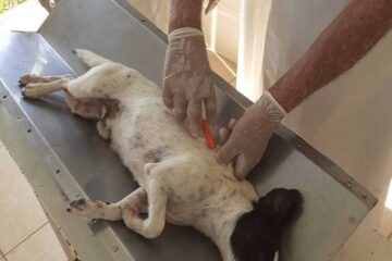 Convênio beneficia mais de 5 mil animais de rua em Minas