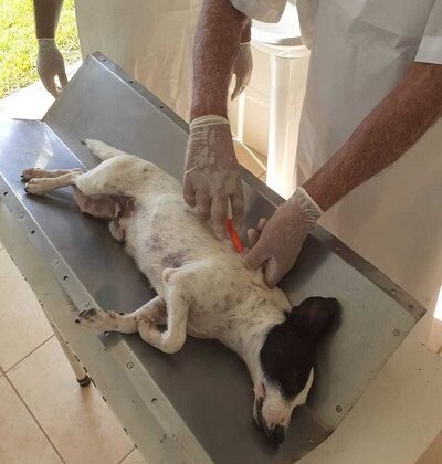 Convênio beneficia mais de 5 mil animais de rua em Minas