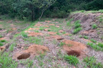 Diversas mudas de árvores da Mata Atlântica são plantadas no Parque do Areão