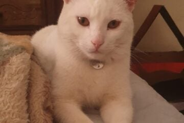 Gato Théo também está desaparecido em Itabira; sua tutora pede ajuda para encontrá-lo