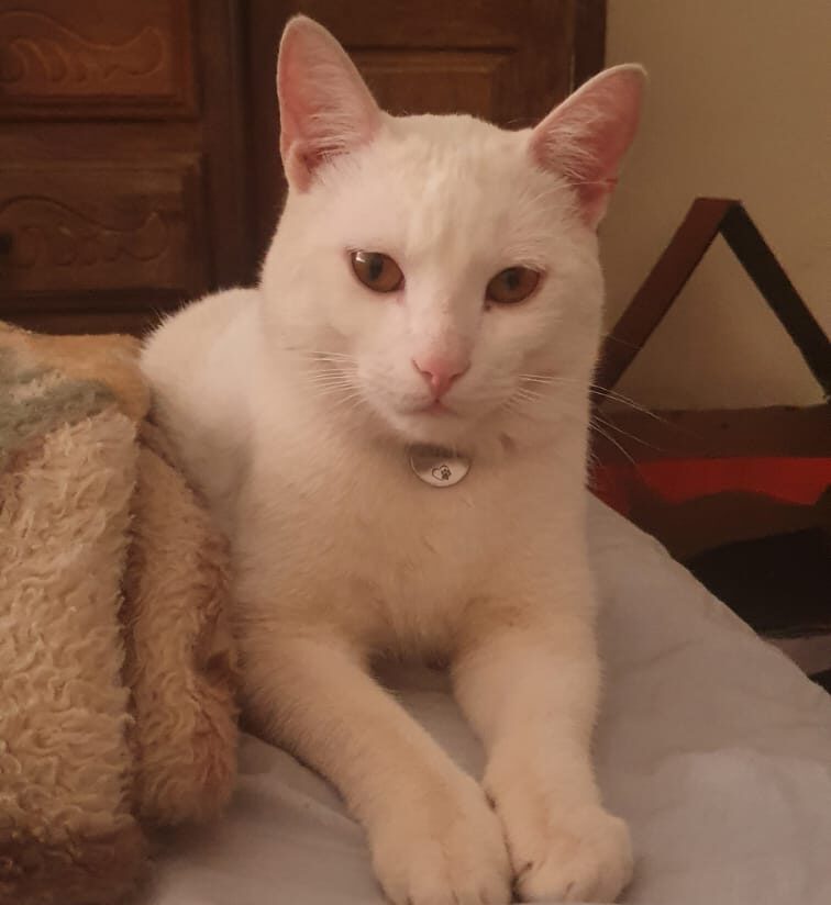 Gato Théo também está desaparecido em Itabira; sua tutora pede ajuda para encontrá-lo