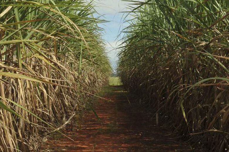 Safra de cana-de-açúcar deve ser de 598 milhões de toneladas