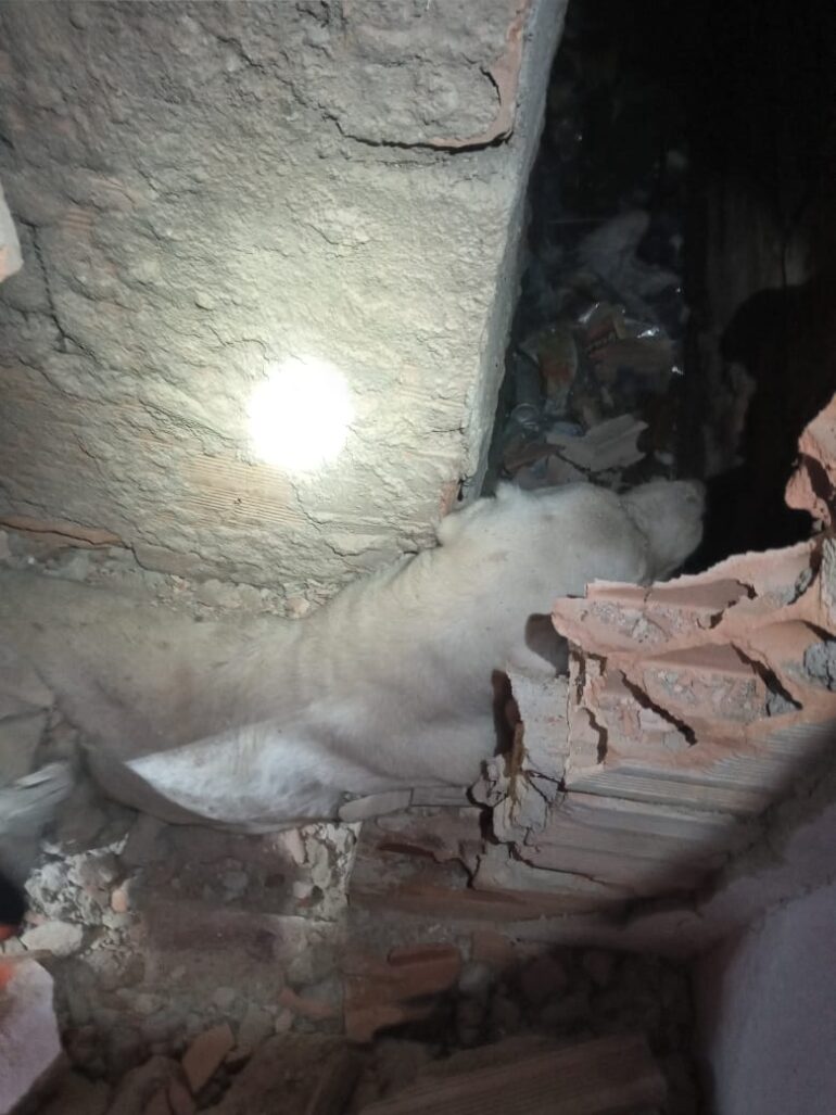 Na Grande BH: cachorro entra em fenda e bombeiros precisam quebrar parede para resgatá-lo