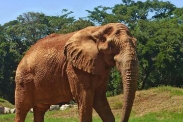 Zoológico de Belo Horizonte comemora 64 anos com programação especial