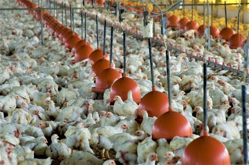 Emater-MG integra força-tarefa na prevenção contra a influenza aviária