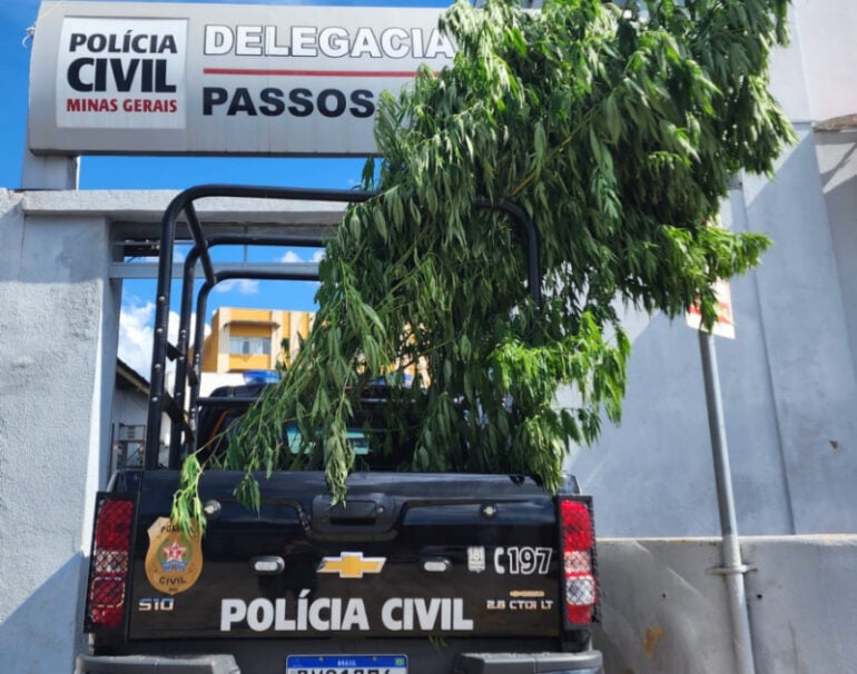 Polícia Civil apreende plantação de pés de maconha em imóvel desocupado