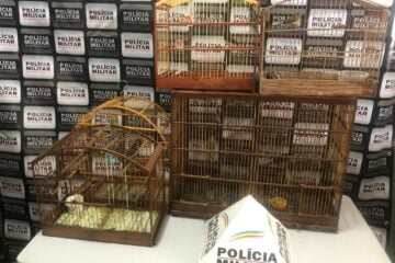 PM apreende pássaros da fauna silvestre em Santa Bárbara