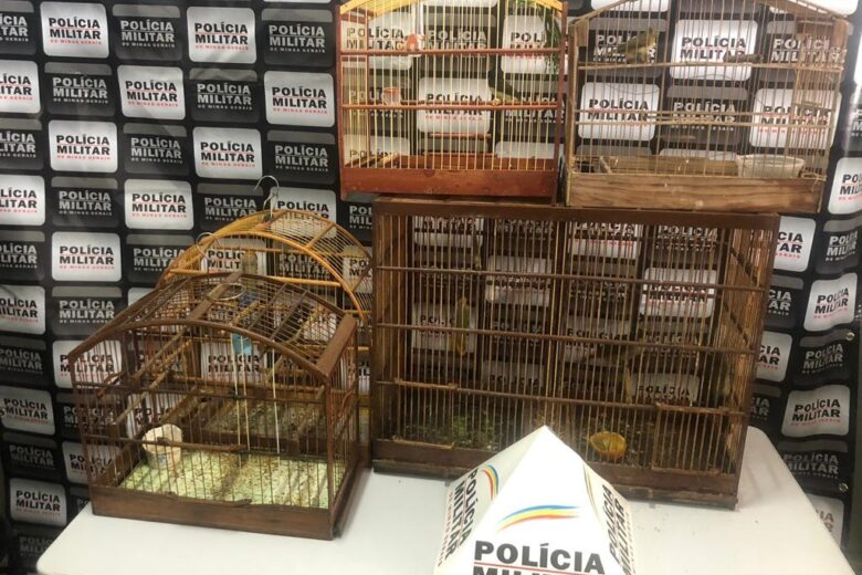 PM apreende pássaros da fauna silvestre em Santa Bárbara
