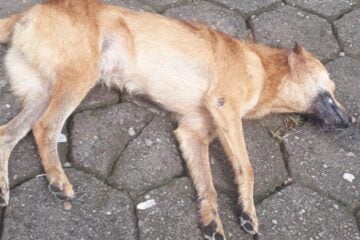 Cães e gatos são encontrados mortos em Santa Maria de Itabira