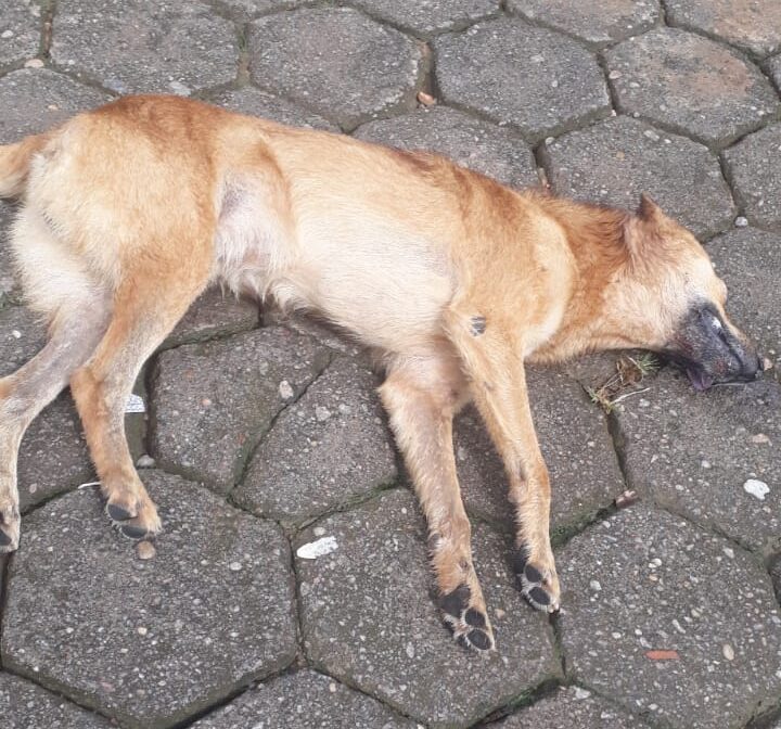 Cães e gatos são encontrados mortos em Santa Maria de Itabira
