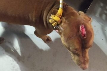 Homem é preso por maus-tratos a animal em Itabira