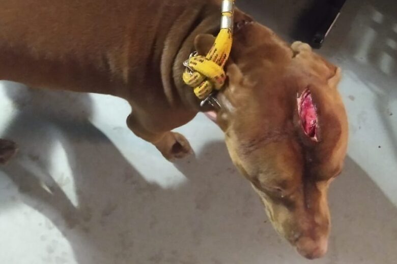 Homem é preso por maus-tratos a animal em Itabira
