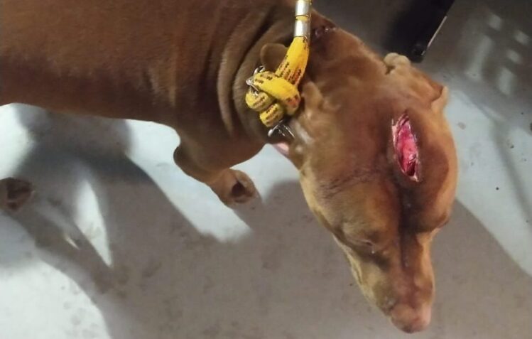 Homem é preso por maus-tratos a animal em Itabira