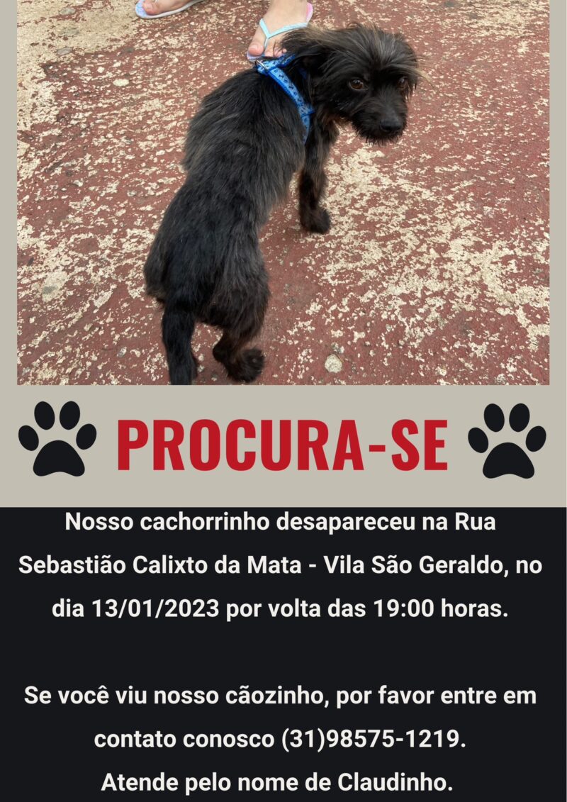 Cachorro Claudinho some na Vila São Geraldo; tutores tentam localizá-lo