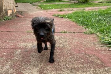 Cachorro Claudinho some na Vila São Geraldo; tutores tentam localizá-lo