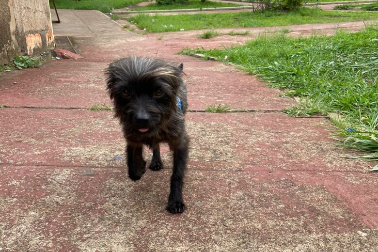 Cachorro Claudinho some na Vila São Geraldo; tutores tentam localizá-lo