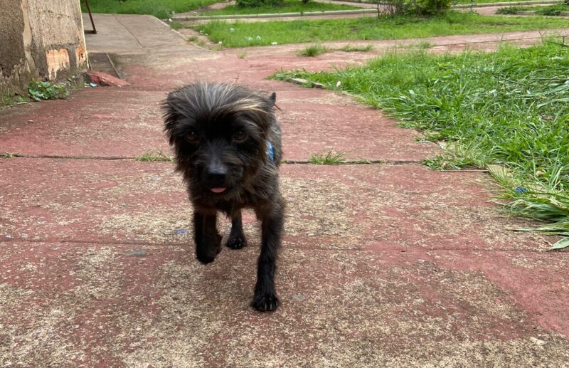 Cachorro Claudinho some na Vila São Geraldo; tutores tentam localizá-lo