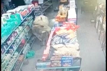 Boi ‘vai às compras’ e causa prejuízo em Ferros