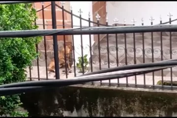 Homem é preso por maltratar o próprio cão; ele já havia agredido cadela