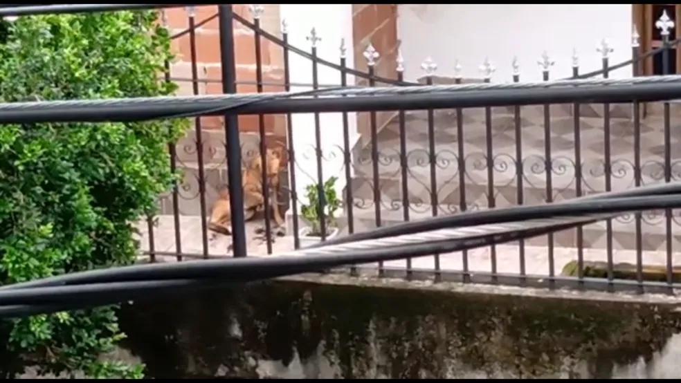 Homem é preso por maltratar o próprio cão; ele já havia agredido cadela