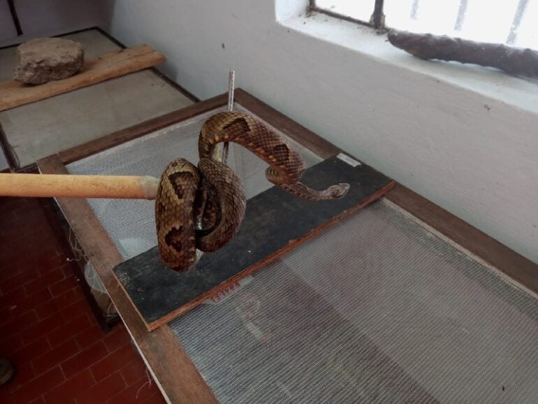 Bombeiros capturam jararaca em universidade mineira