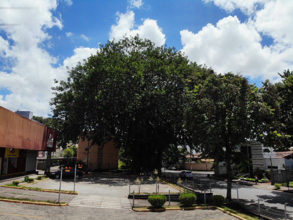 Poda de árvore histórica mobiliza equipe da Sesuma em Ipatinga