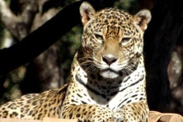 Onça-pintada do Zoológico de BH morre aos 19 anos