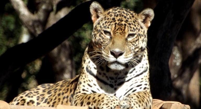 Onça-pintada do Zoológico de BH morre aos 19 anos