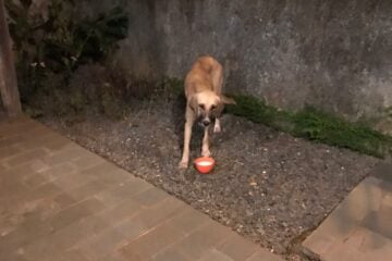 Instituto denuncia envenenamento de cães em Morro do Pilar