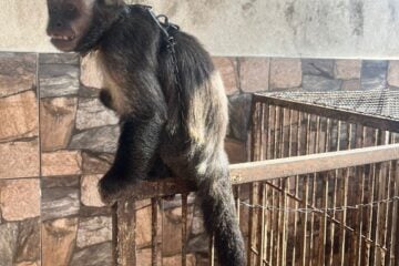 PCMG resgata macaco-prego vítima de maus-tratos e mantido em cativeiro