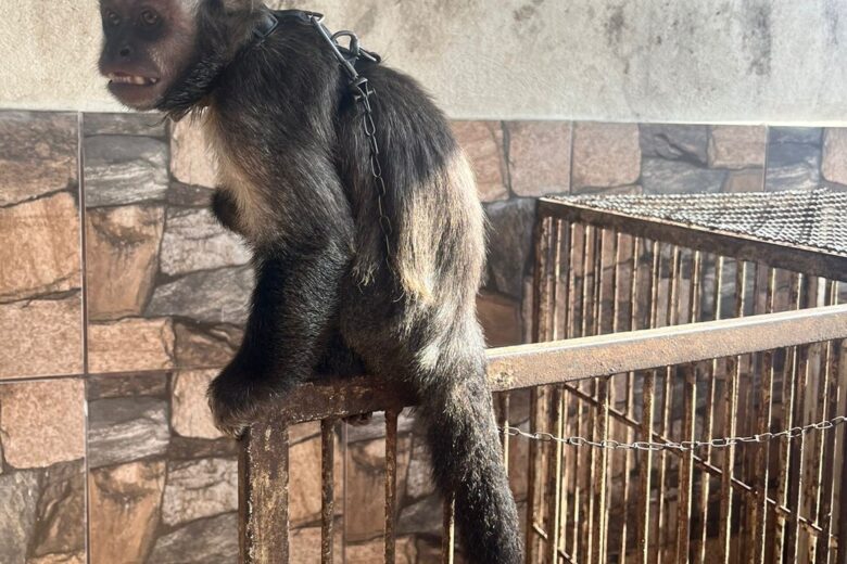 PCMG resgata macaco-prego vítima de maus-tratos e mantido em cativeiro