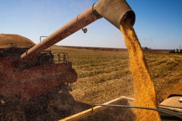 Mais 90 empresas são habilitadas para vender milho à China