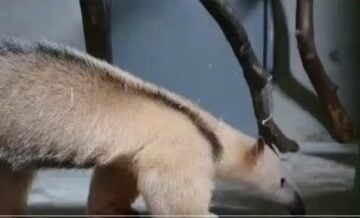 Zoológico de BH recebe novos animais que chegaram de Salvador