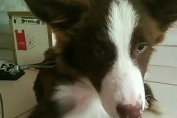 Você viu o Toddy por aí? Tutores procuram por cachorro desaparecido no Santa Ruth