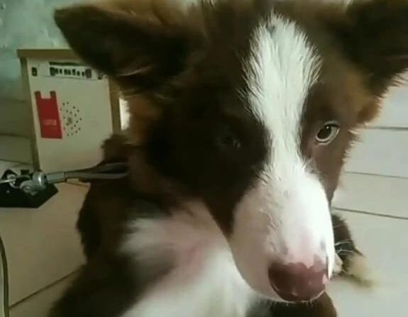 Você viu o Toddy por aí? Tutores procuram por cachorro desaparecido no Santa Ruth