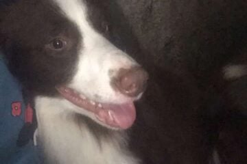 Desaparecido desde a manhã, Toddy é encontrado e devolvido aos donos