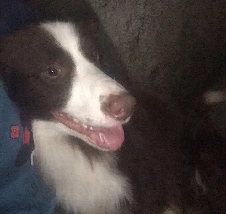 Desaparecido desde a manhã, Toddy é encontrado e devolvido aos donos