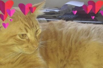 Família procura pelo gato Aslan, que está desaparecido desde quarta-feira