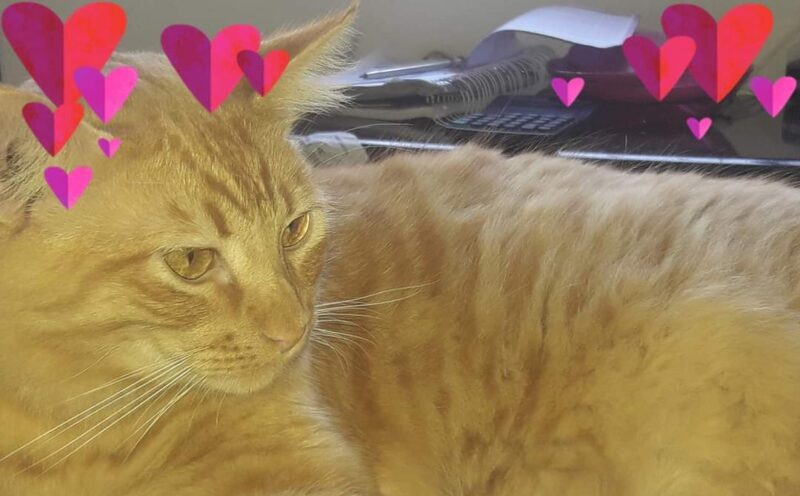 Família procura pelo gato Aslan, que está desaparecido desde quarta-feira
