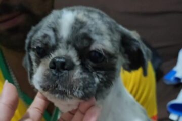 Donos do cão “Todinho” pedem ajuda da comunidade para encontrá-lo