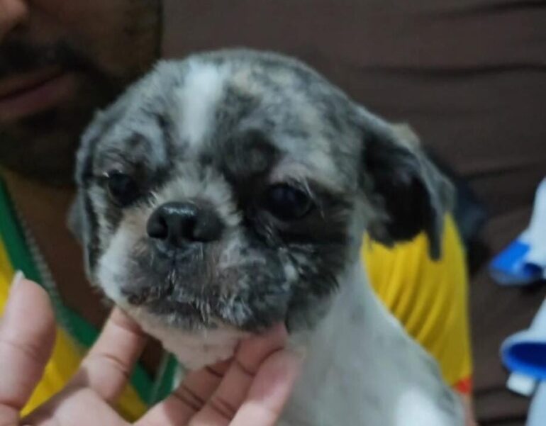 Donos do cão “Todinho” pedem ajuda da comunidade para encontrá-lo